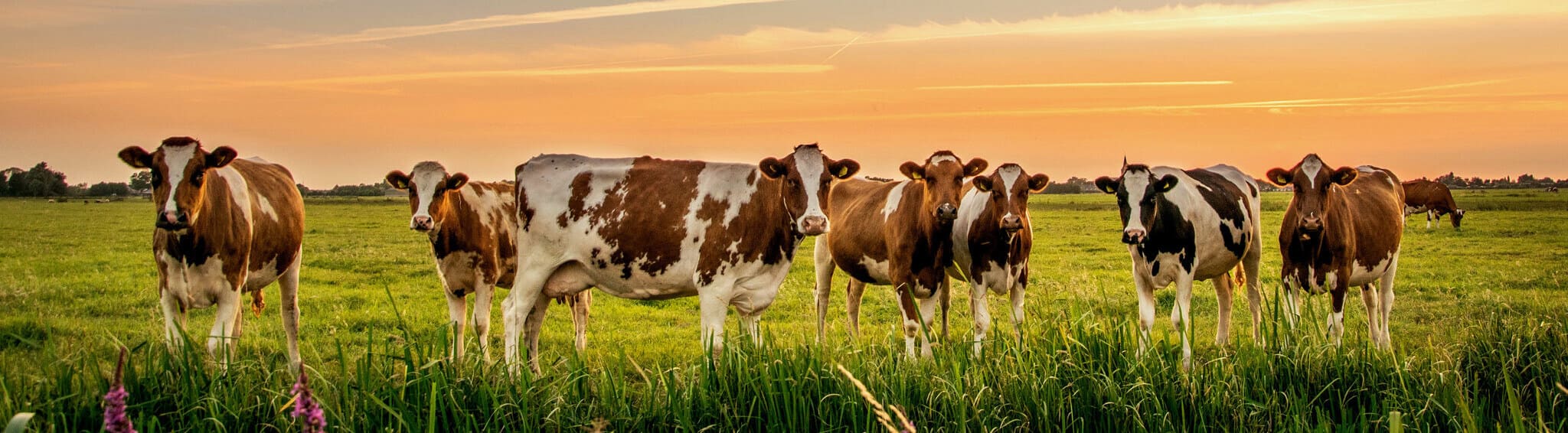 Диагностика мастита у коров